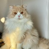 一只回避型依恋的猫 - 彭照亭