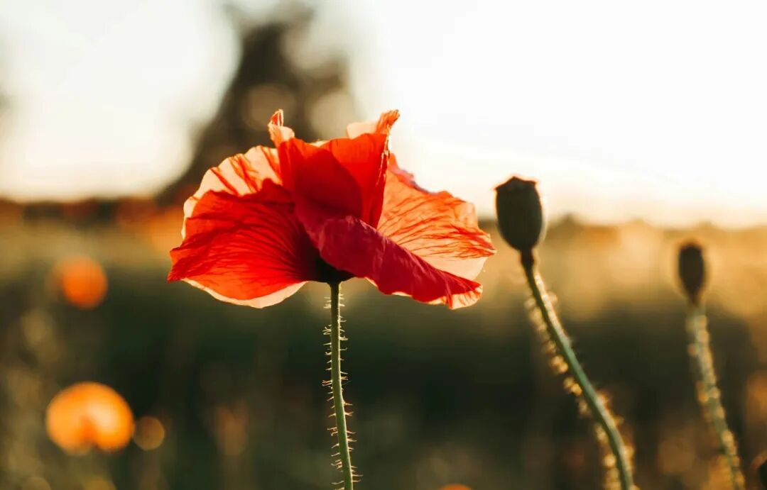 Red poppy flower in a field at sunset